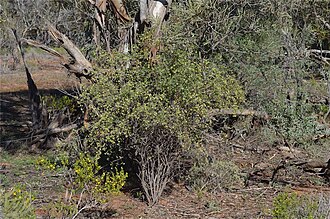 Pimelea microcephala: Pimelea microcephala subsp. Pimelea microcephala in the Gawler Ranges area, along Yardea - Minnipa road, 6 km N from boundary of Gawler Ranges National Park, So