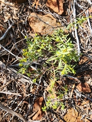Pimelea microcephala (Pimelea microcephala)