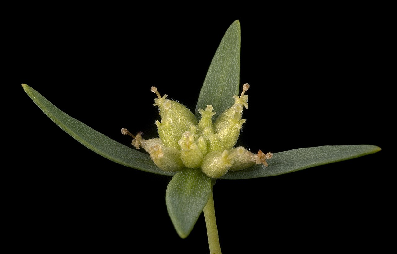 Pimelea microcephala: KRT3716