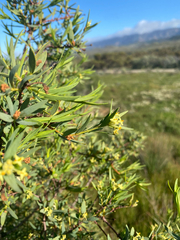 Pimelea microcephala (Pimelea microcephala)