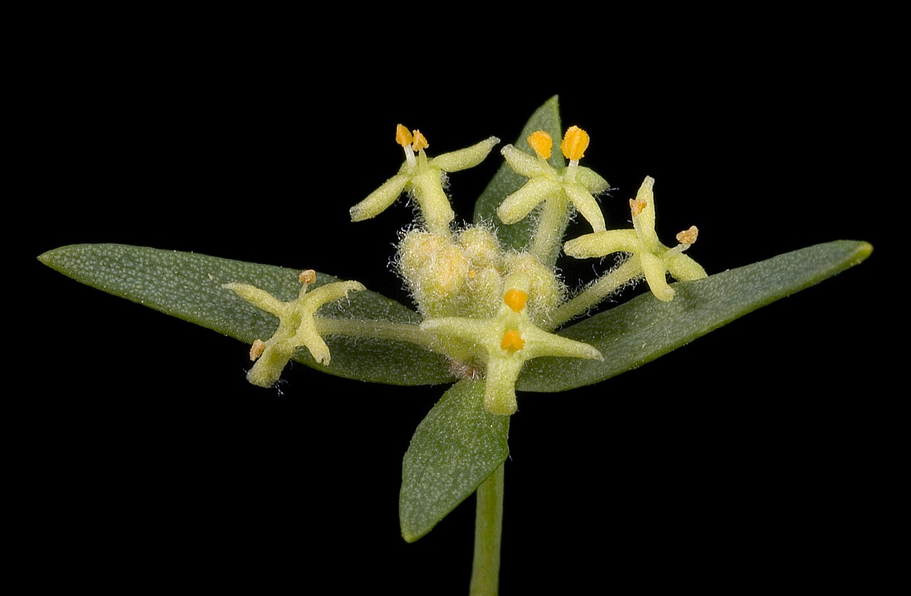 Pimelea microcephala: KRT3715