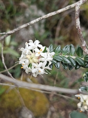 Pimelea nivea (Pimelea nivea)