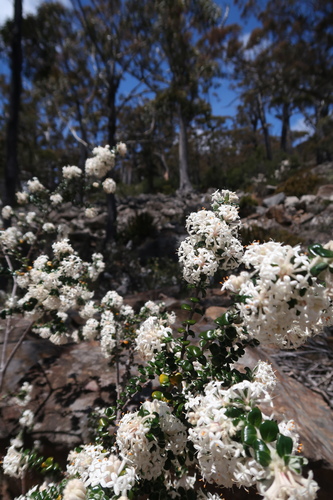 Pimelea nivea (Pimelea nivea)