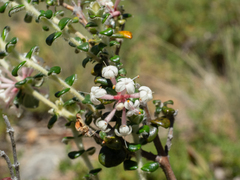 Pimelea nivea (Pimelea nivea)