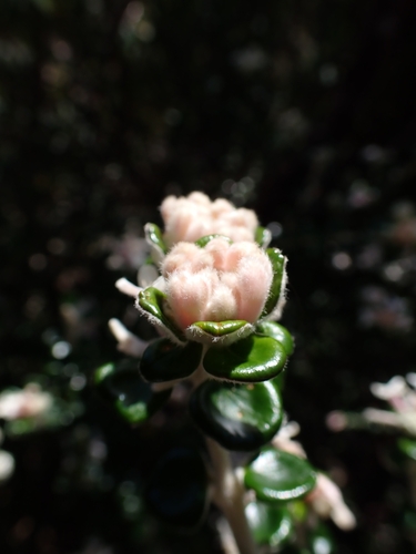 Pimelea nivea (Pimelea nivea)
