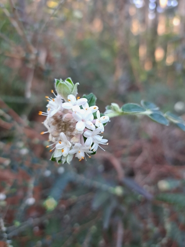 Pimelea nivea (Pimelea nivea)