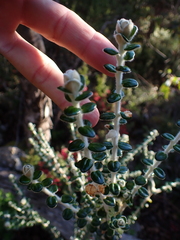Pimelea nivea (Pimelea nivea)