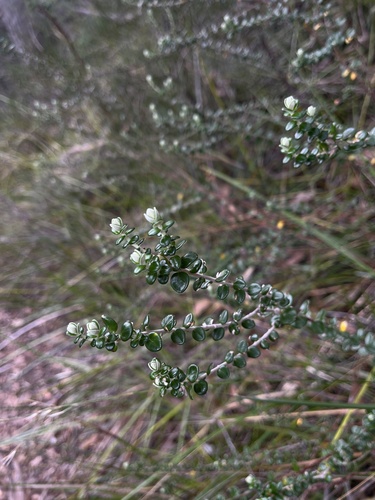 Pimelea nivea (Pimelea nivea)
