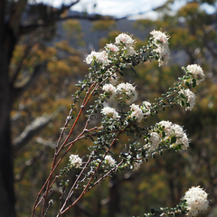 Pimelea nivea (Pimelea nivea)
