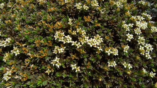 Pimelea oreophila (Pimelea oreophila)