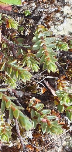 Pimelea oreophila (Pimelea oreophila)