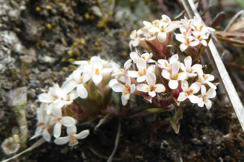 Pimelea oreophila (Pimelea oreophila)
