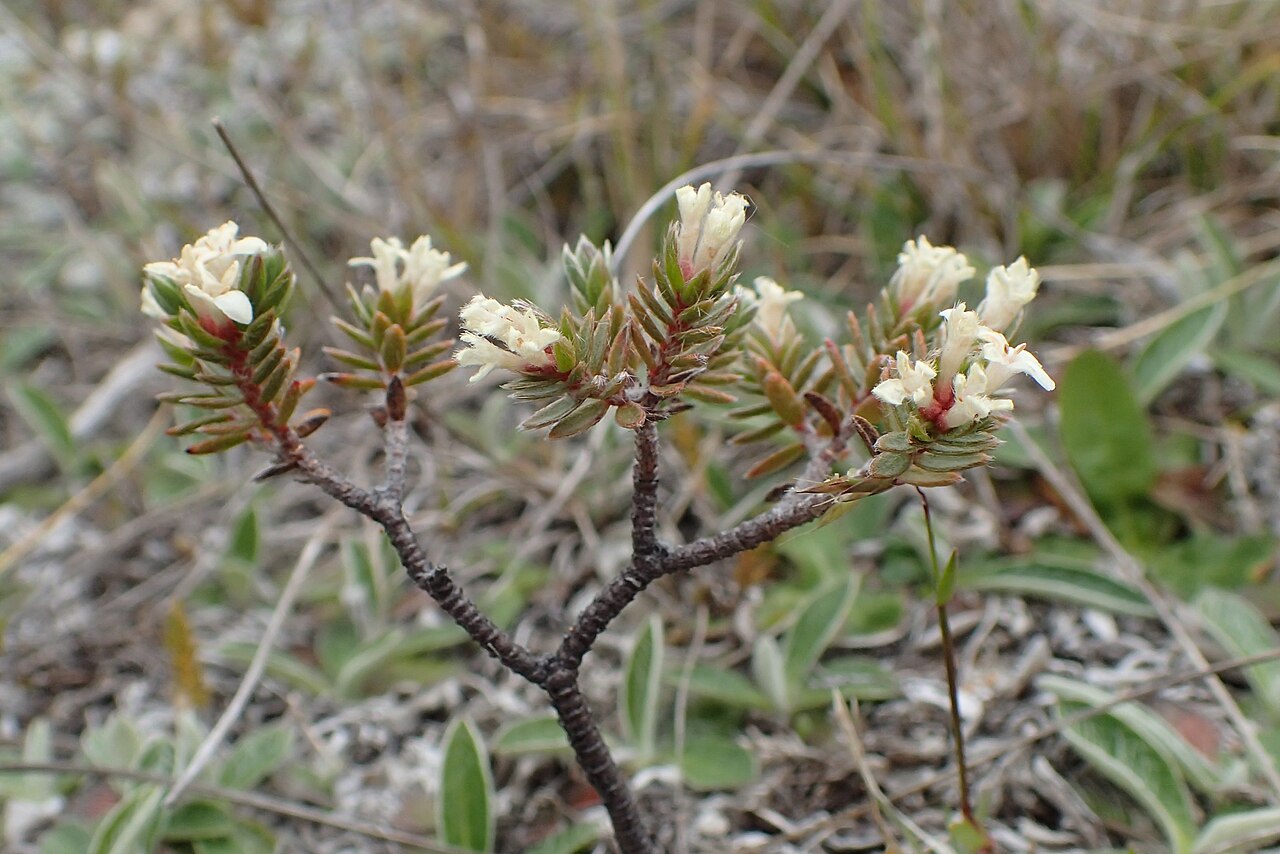 Pimelea oreophila: Pimelea oreophila (probably subsp. lepta) in Cardrona, Otago, New Zealand