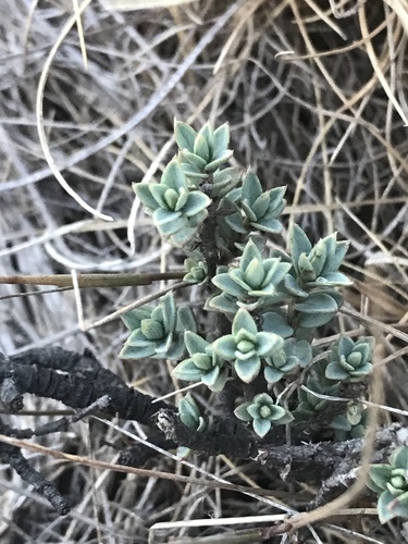 Pimelea oreophila (Pimelea oreophila)