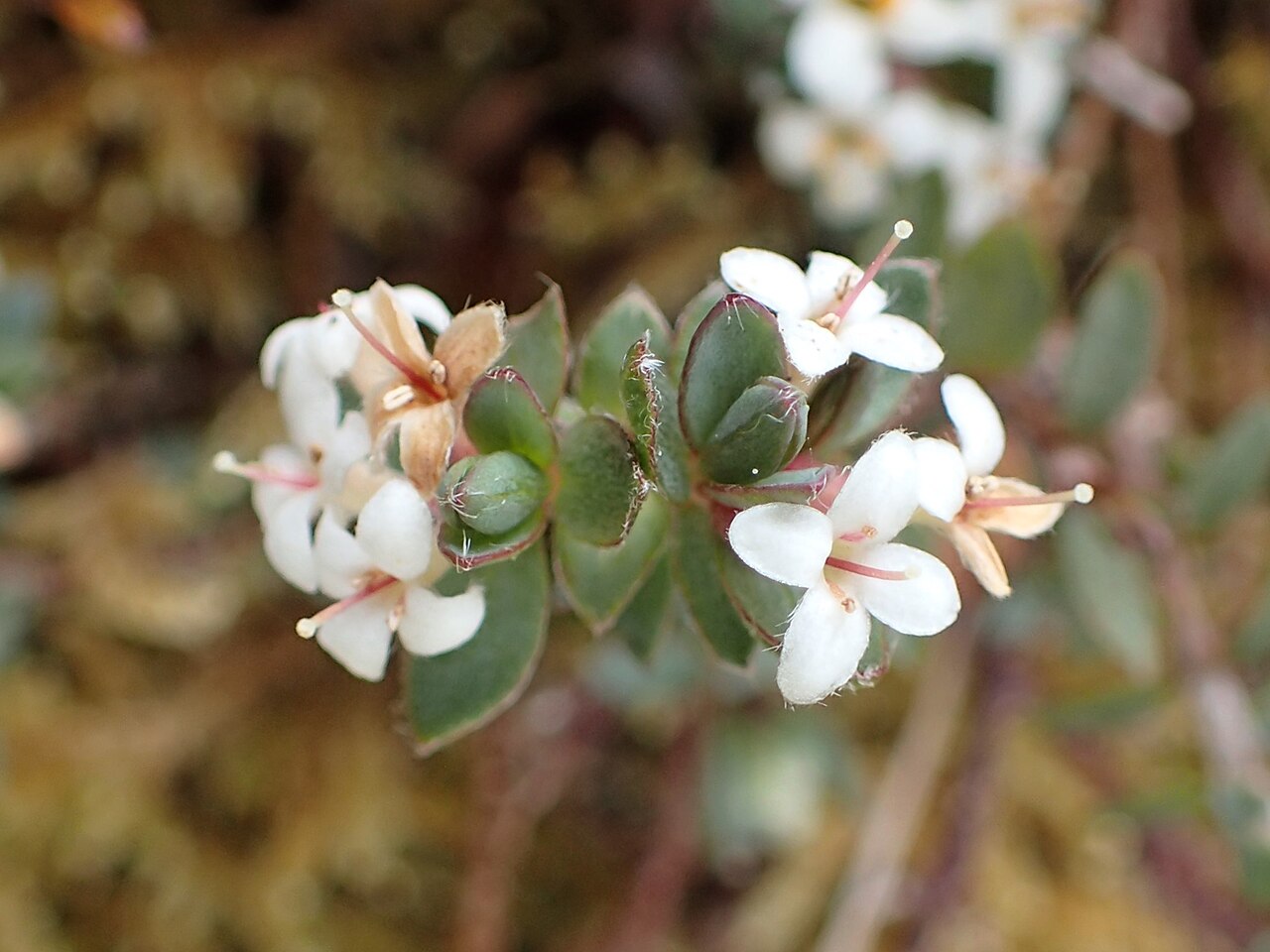 Pimelea oreophila: Pimelea oreophila (probably subsp. lepta) in Red Tussock Reserve near The Key, Southland, New Zealand