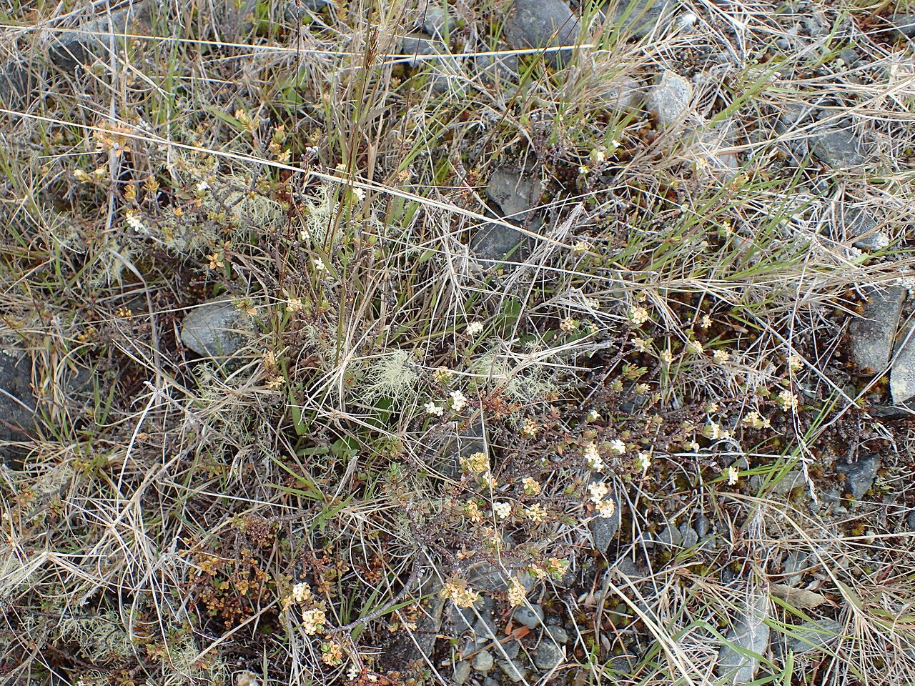 Pimelea oreophila: Pimelea oreophila (probably subsp. lepta) slope of mountain W from Pukaki Lake, Canterbury, New Zealand