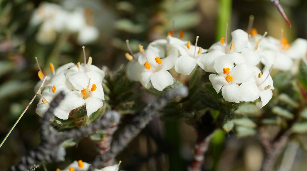 Pimelea oreophila (Pimelea oreophila)