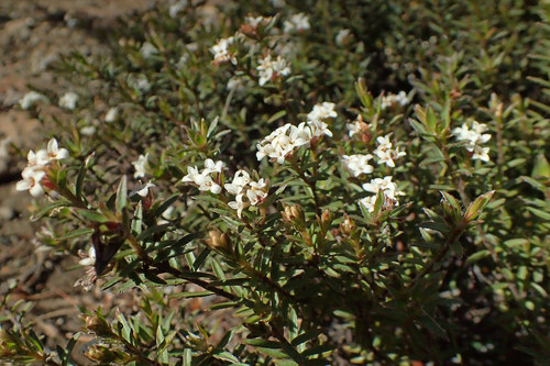 Pimelea oreophila (Pimelea oreophila)