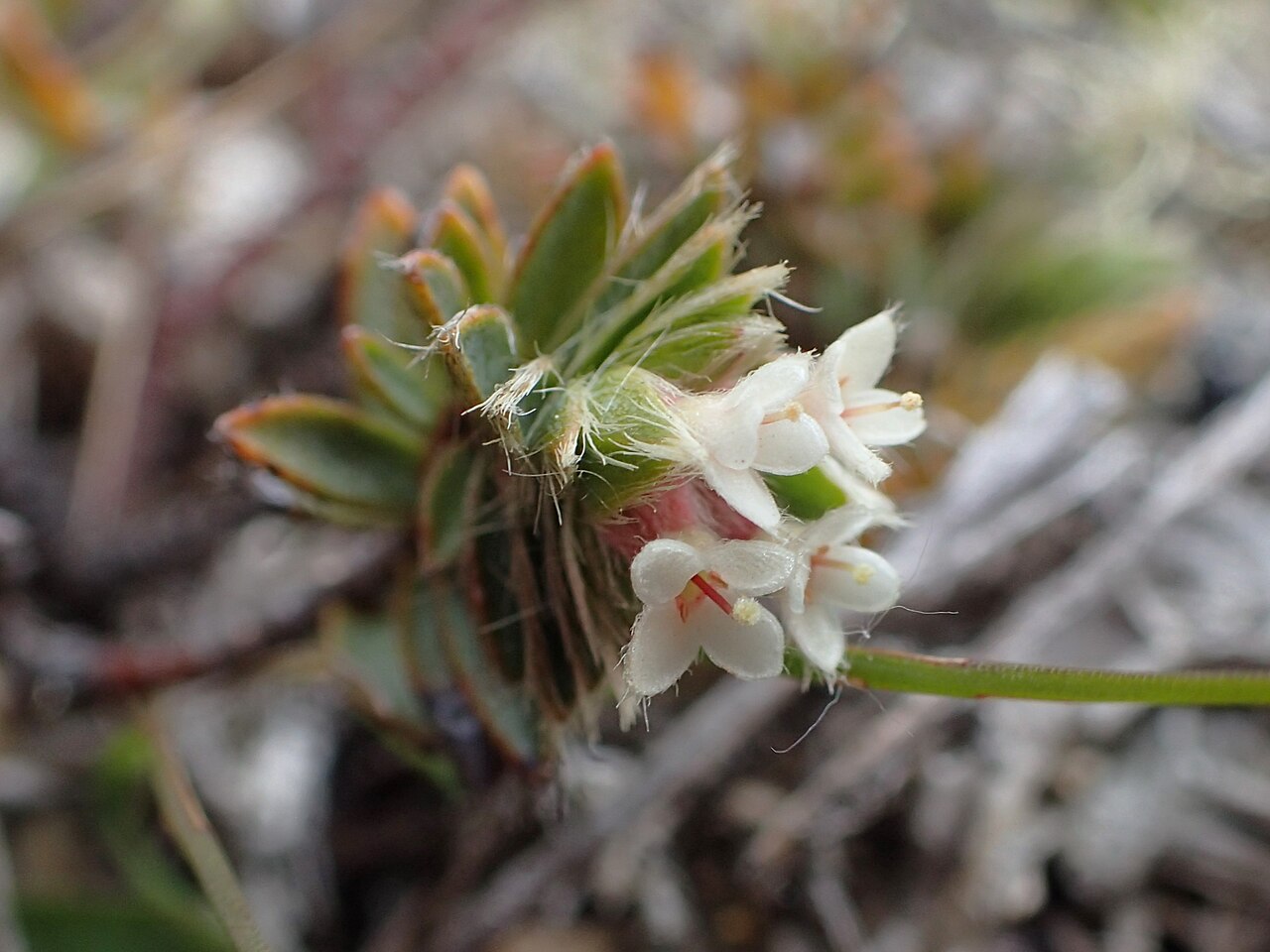 Pimelea oreophila: Pimelea oreophila (probably subsp. lepta) in Cardrona, Otago, New Zealand
