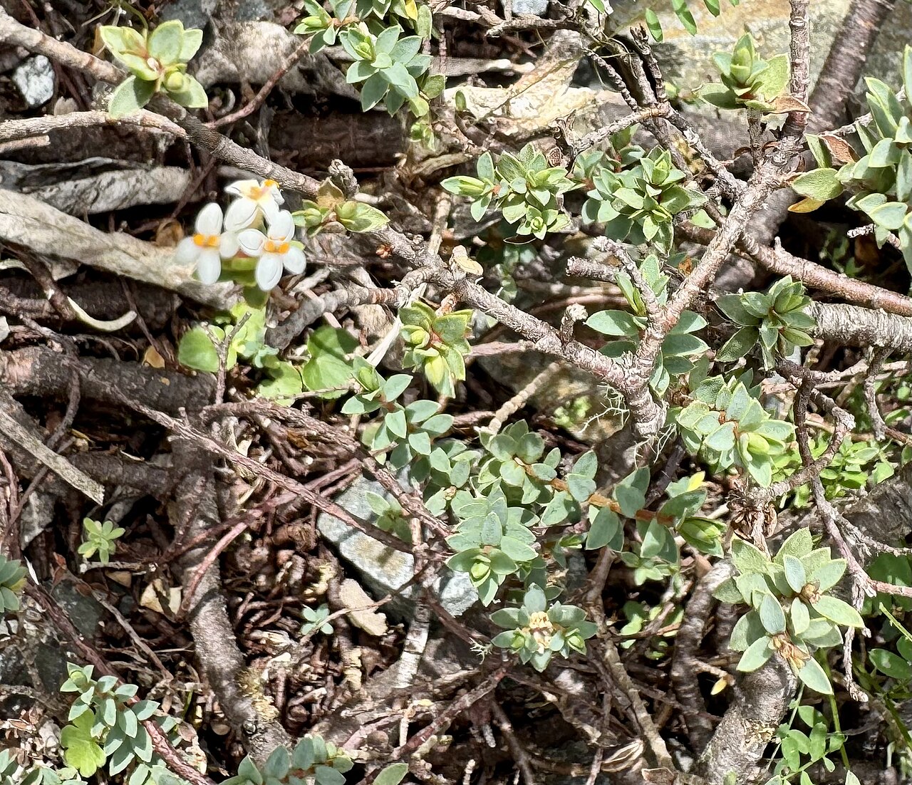 Pimelea oreophila: Pimelea oreophila, Ōtari-Wilton's Bush, Wellington, New Zealand