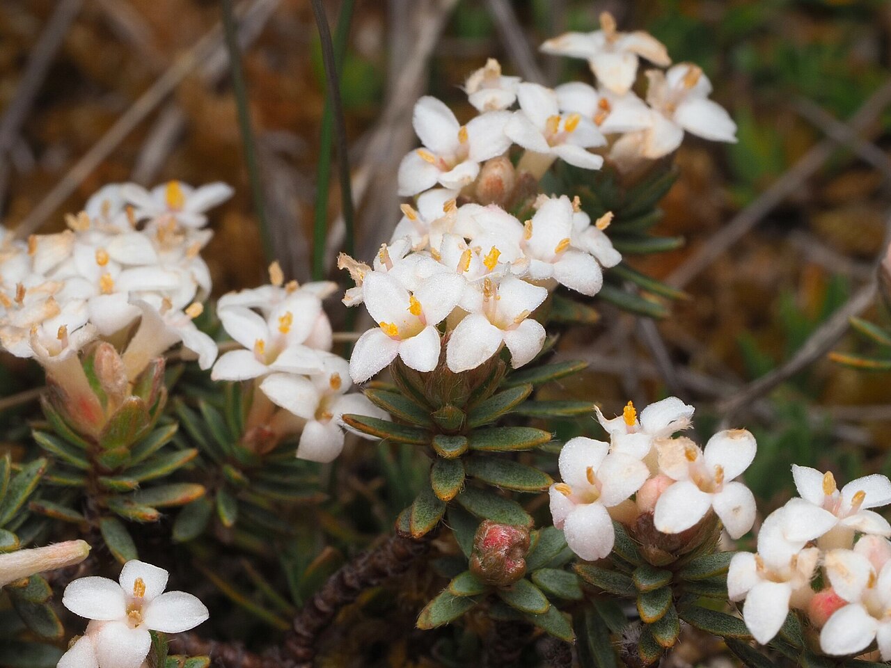 Pimelea oreophila: Picture of Pimelea oreophila from iNaturalist.