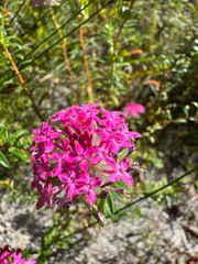 Pimelea rosea (Pimelea rosea)