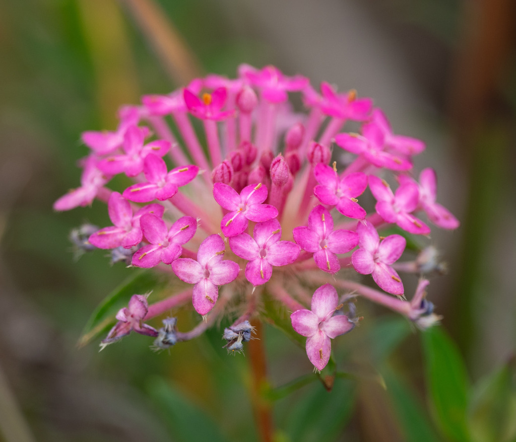 Pimelea rosea (Pimelea rosea)