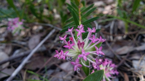 Pimelea rosea (Pimelea rosea)