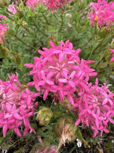 Pimelea rosea (Pimelea rosea)