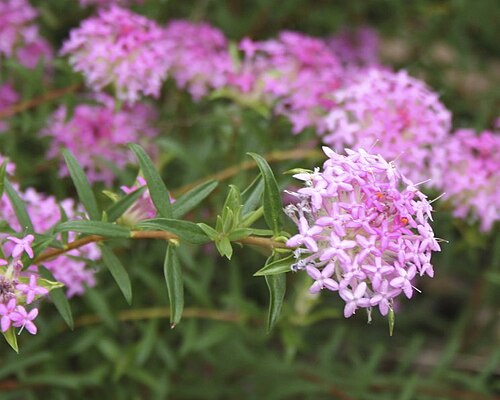 Pimelea rosea: Pimelea rosea near Jewel Caves Road, Deepdene, Western Australia