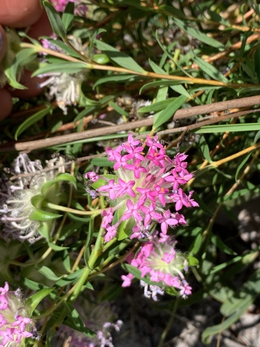 Pimelea rosea (Pimelea rosea)