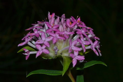 Pimelea rosea (Pimelea rosea)