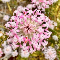 Pimelea rosea (Pimelea rosea)