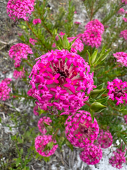 Pimelea rosea (Pimelea rosea)