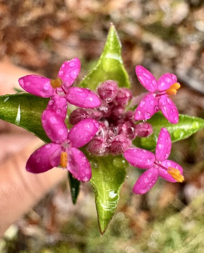Pimelea rosea (Pimelea rosea)