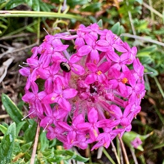 Pimelea rosea (Pimelea rosea)