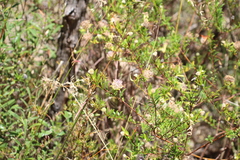 Pimelea rosea (Pimelea rosea)