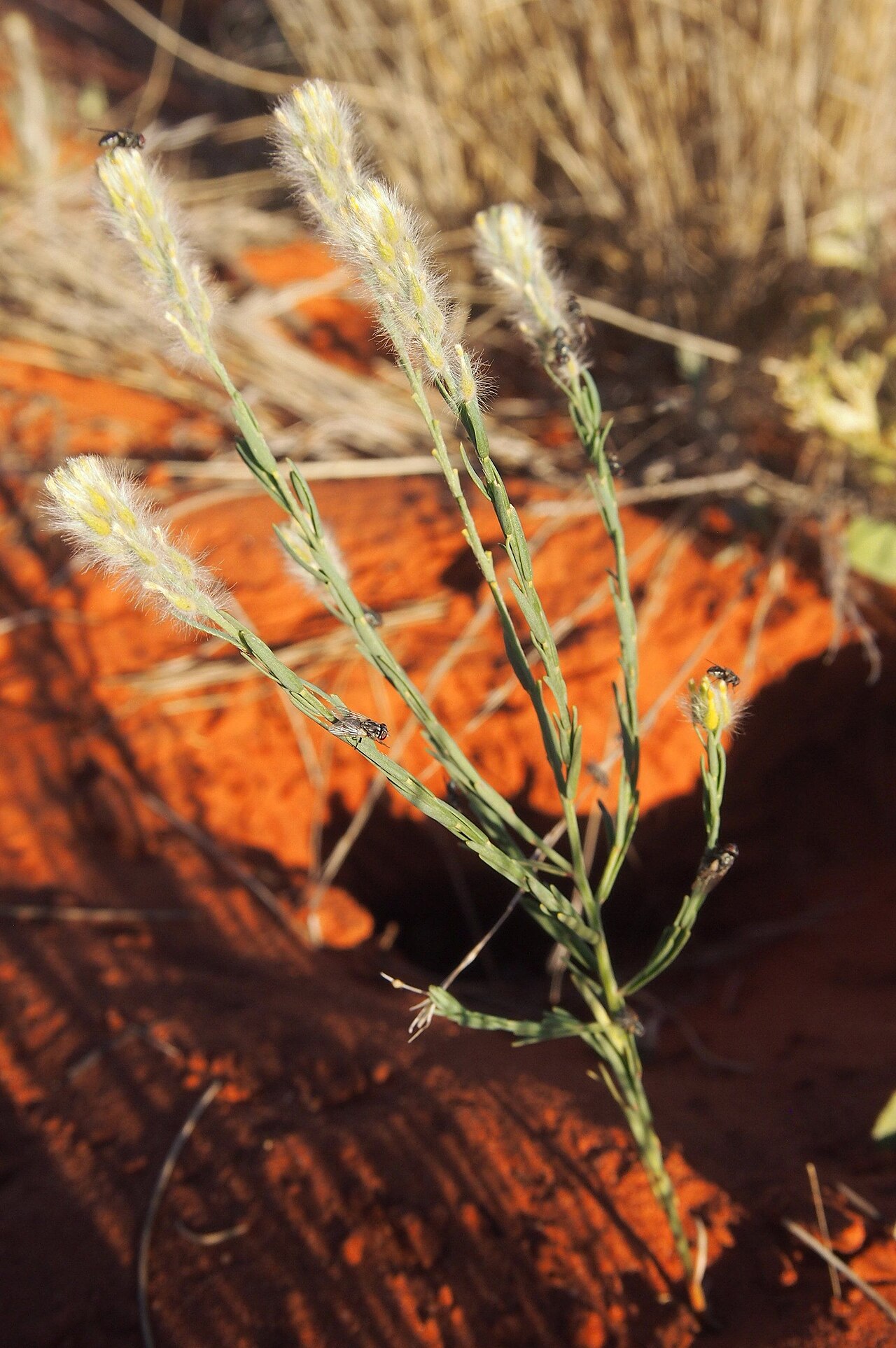 Pimelea trichostachya: Pimelea trichostachya