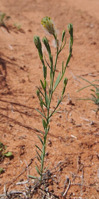 Pimelea trichostachya: Pimelea trichostachya habit