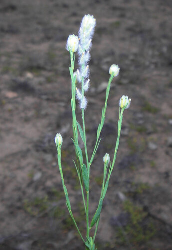 Pimelea trichostachya (Pimelea trichostachya)