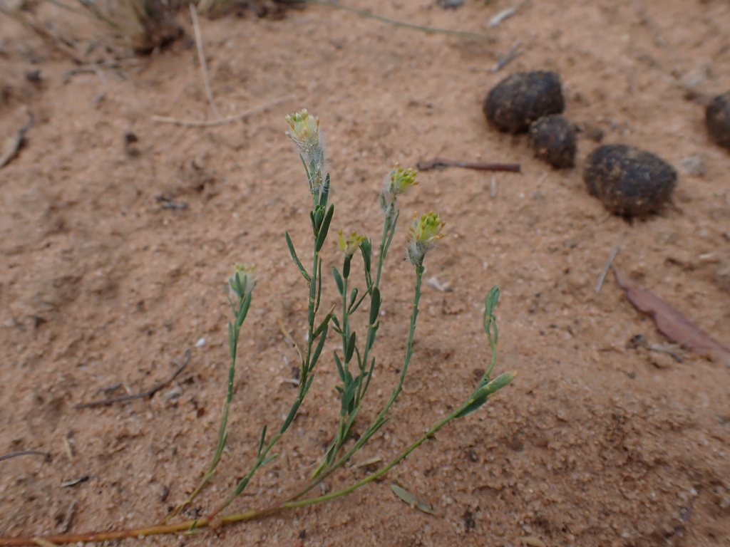 Pimelea trichostachya (Pimelea trichostachya)