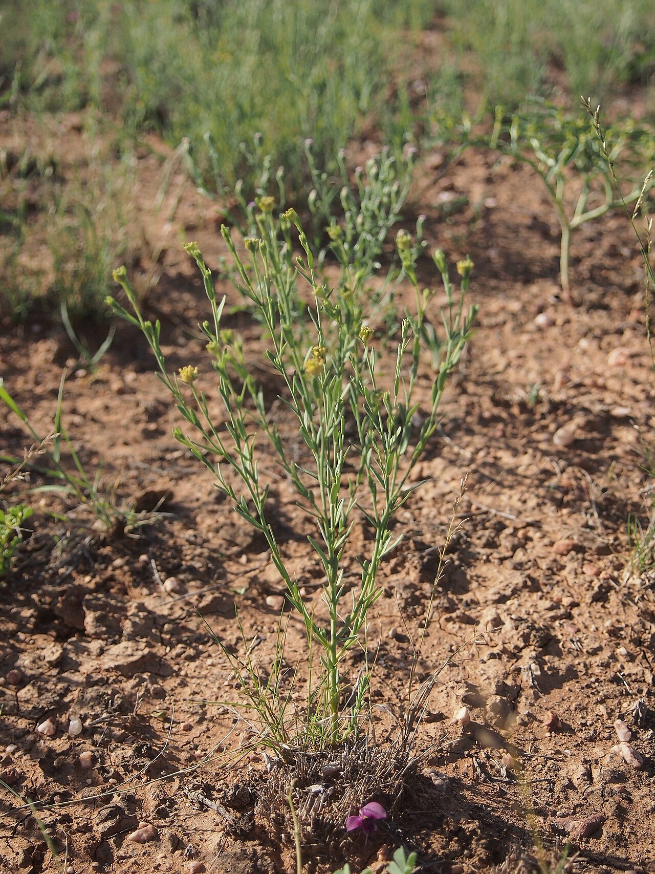 Pimelea trichostachya: Pimelea trichostachya