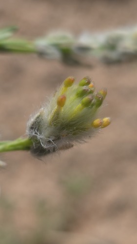 Pimelea trichostachya (Pimelea trichostachya)