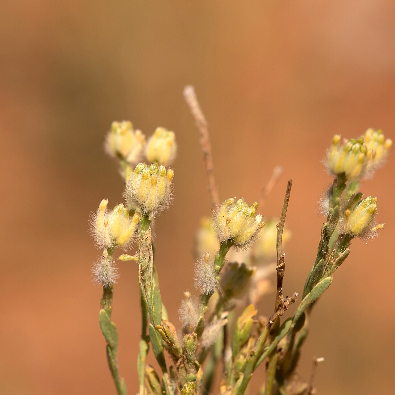 Pimelea trichostachya: Pimelea trichostachya near Bourke, New South Wales