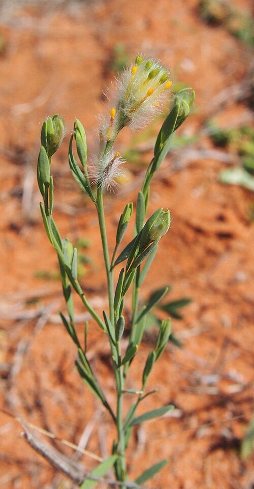 Pimelea trichostachya: Pimelea trichostachya flowers