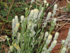 Pimelea trichostachya (Pimelea trichostachya)