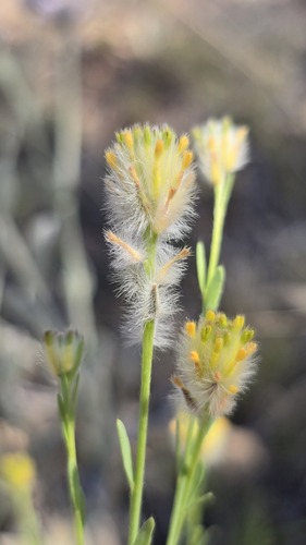 Pimelea trichostachya (Pimelea trichostachya)
