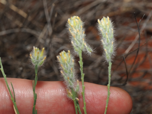Pimelea trichostachya (Pimelea trichostachya)