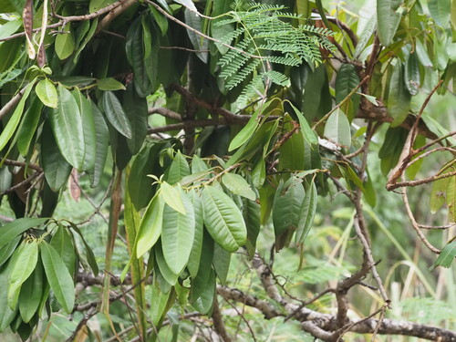 Allspice (Pimenta dioica)