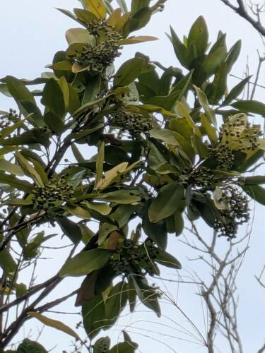 Allspice (Pimenta dioica)